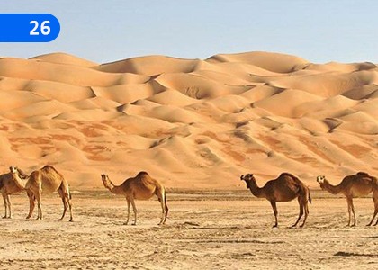 Companions,සහාබිවරු,Grade 8 Islam Lessons ,Grade 8 Islam Paadam