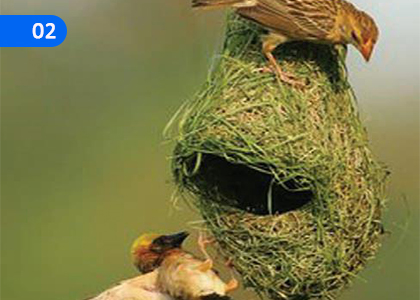 Winged Friends,,Grade 8 English Lessons ,Grade 8 English Paadam