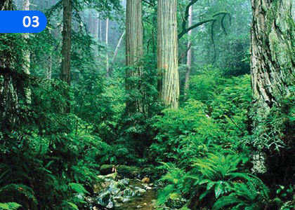 Diversity and Functions of Plant Parts,ශාක කොටස්වල විවිධත්වය හා කෘත්‍ය,Grade 8 Science Lessons ,Grade 8 Science Paadam