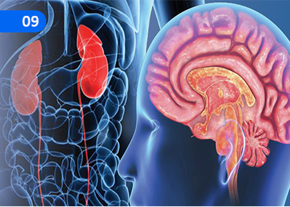 Human Organ Systems,මානව ඉන්ද්‍රිය පද්ධති,Grade 8 Science Lessons ,Grade 8 Science Paadam
