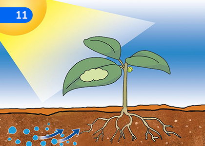 Main Biological processes in Plants,ශාකවල ප්‍රධාන ජෛව ක්‍රියාවලි,Grade 8 Science Lessons ,Grade 8 Science Paadam
