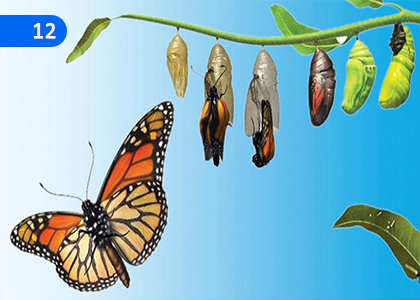 Life Cycles of Living Organisms,ජීවීන්ගේ ජීවන චක්‍ර,Grade 8 Science Lessons ,Grade 8 Science Paadam