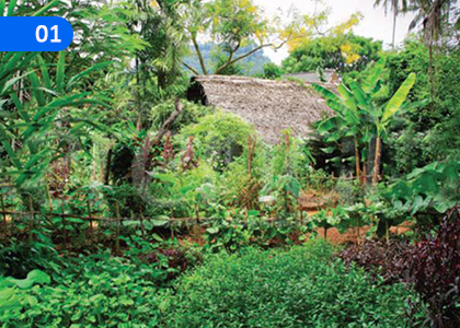 Agriculture,කෘෂිකර්මය,Grade 8 Practical & Technical Skills Lessons ,Grade 8 Practical & Technical Skills Paadam