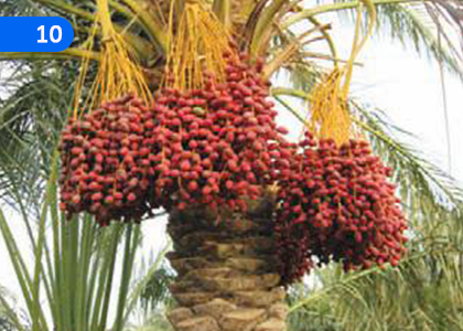 Zakat,සකාත්,Grade 9 Islam Lessons ,Grade 9 Islam Paadam