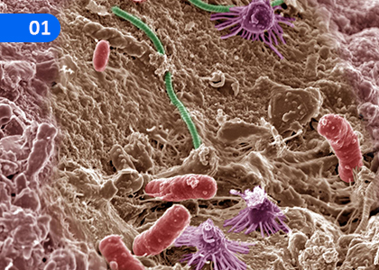 Applications of Micro-organisms,ක්ෂුද්‍ර ජීවින්ගේ භාවිත,Grade 9 Science Lessons ,Grade 9 Science Paadam