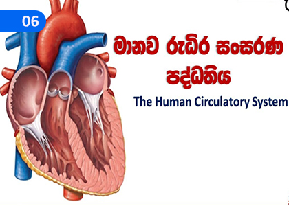 Human Circulatory System,මානව රුධිර සංසරණ පද්ධතිය,Grade 9 Science Lessons ,Grade 9 Science Paadam