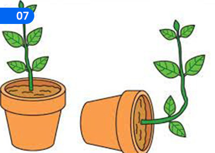 Plant Growth Substances,ශාක වර්ධක ද්‍රව්‍ය,Grade 9 Science Lessons ,Grade 9 Science Paadam