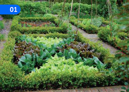 Agriculture,කෘෂිකර්මය,Grade 9 Practical & Technical Skills Lessons ,Grade 9 Practical & Technical Skills Paadam